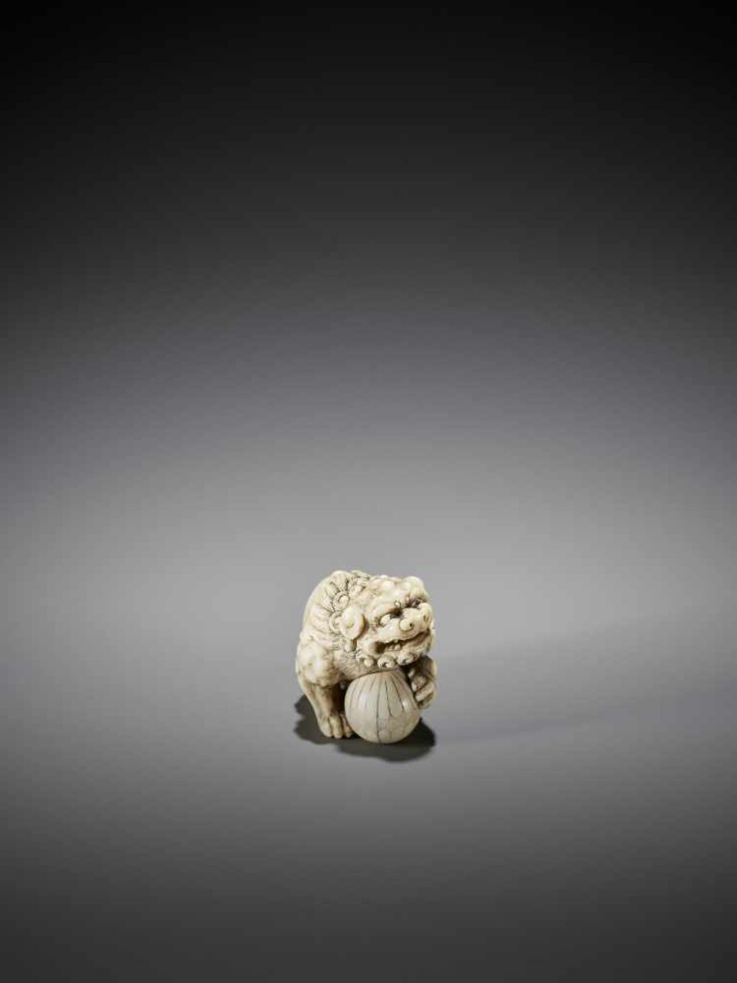 OKATORI: AN EXCELLENT IVORY NETSUKE OF A SHISHI WITH BALL - Bild 10 aus 13