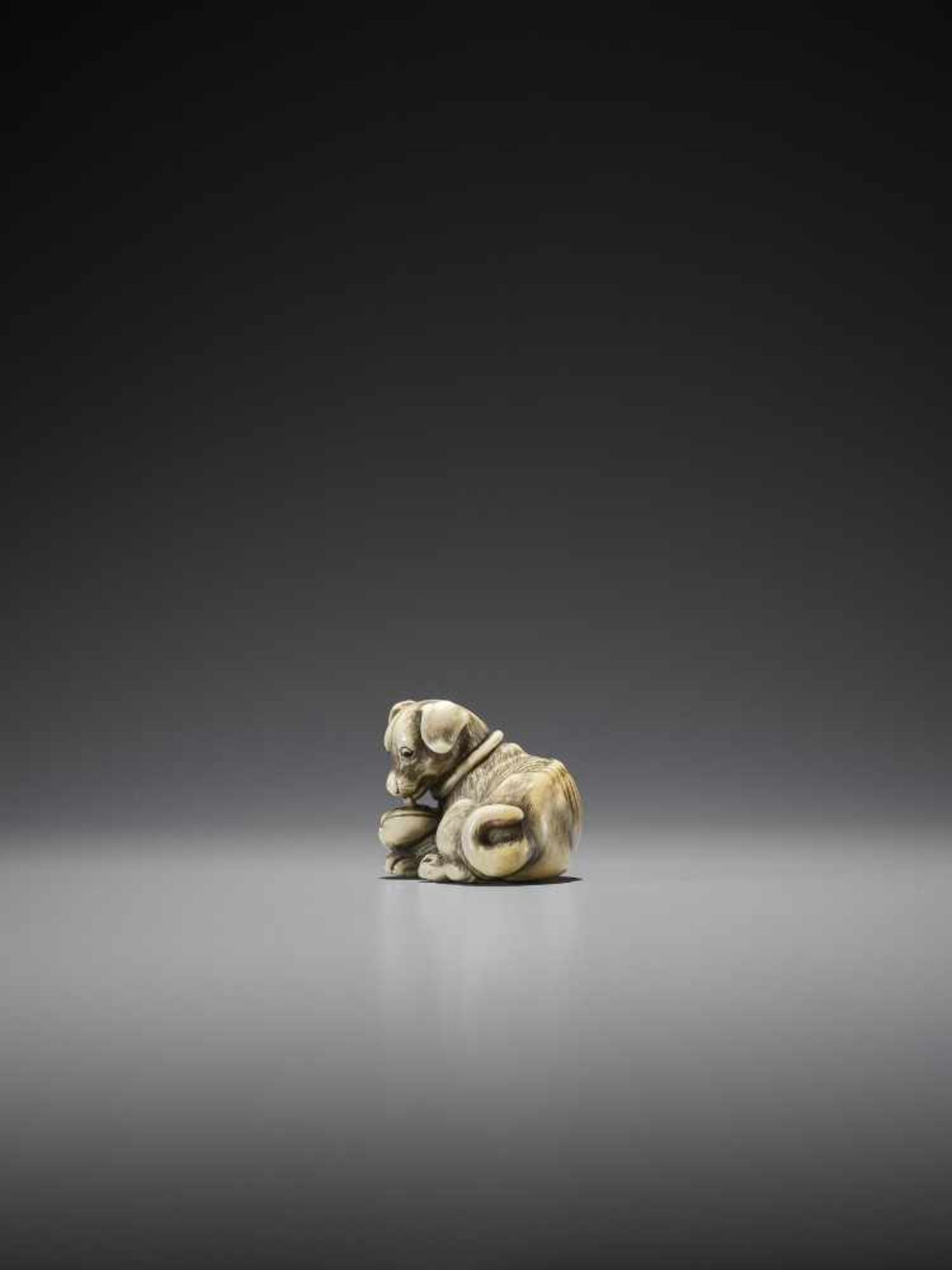 TOMOTADA: A SUPERB IVORY NETSUKE OF A DOG WITH HAMAGURI CLAM - Image 7 of 10