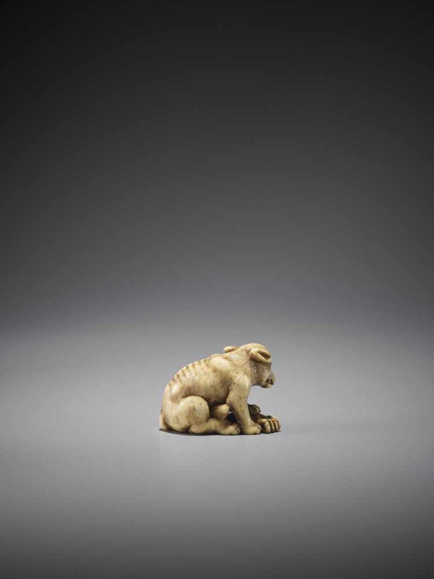 AN EXCELLENT AND RARE BONE NETSUKE OF A WOLF WITH CRAB - Image 2 of 13