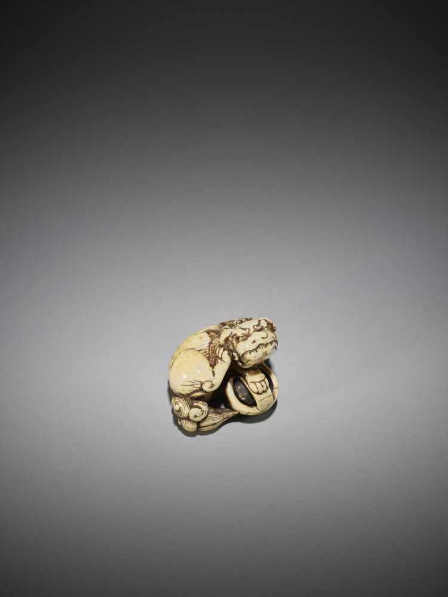 AN IVORY NETSUKE OF A SHISHI WITH BALL