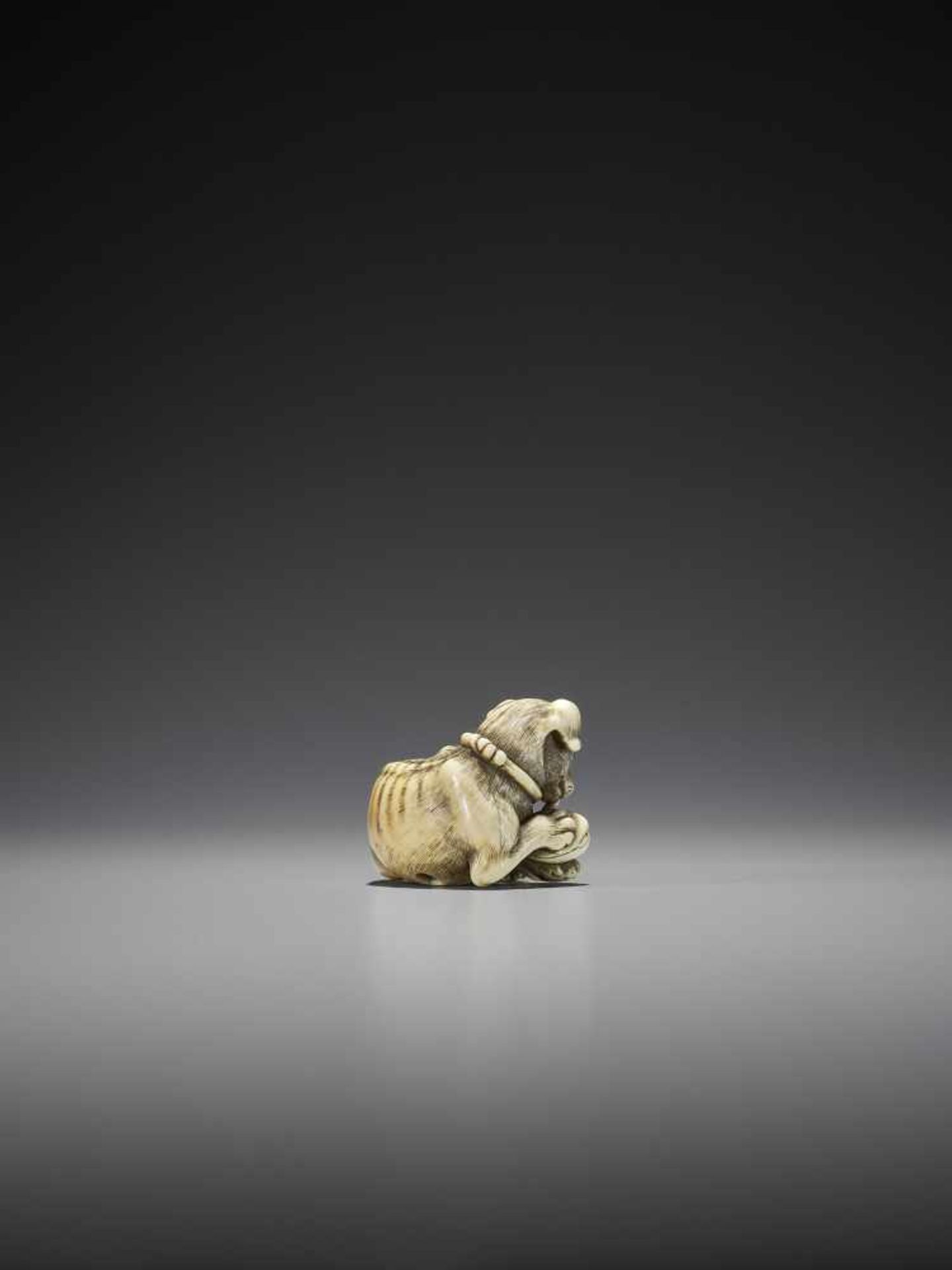 TOMOTADA: A SUPERB IVORY NETSUKE OF A DOG WITH HAMAGURI CLAM - Image 8 of 10