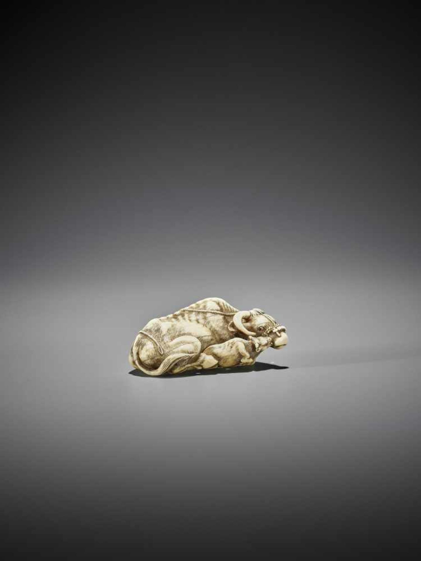 TOMOTADA: A GOOD IVORY NETSUKE OF A RECUMBENT COW WITH CALF - Bild 2 aus 11