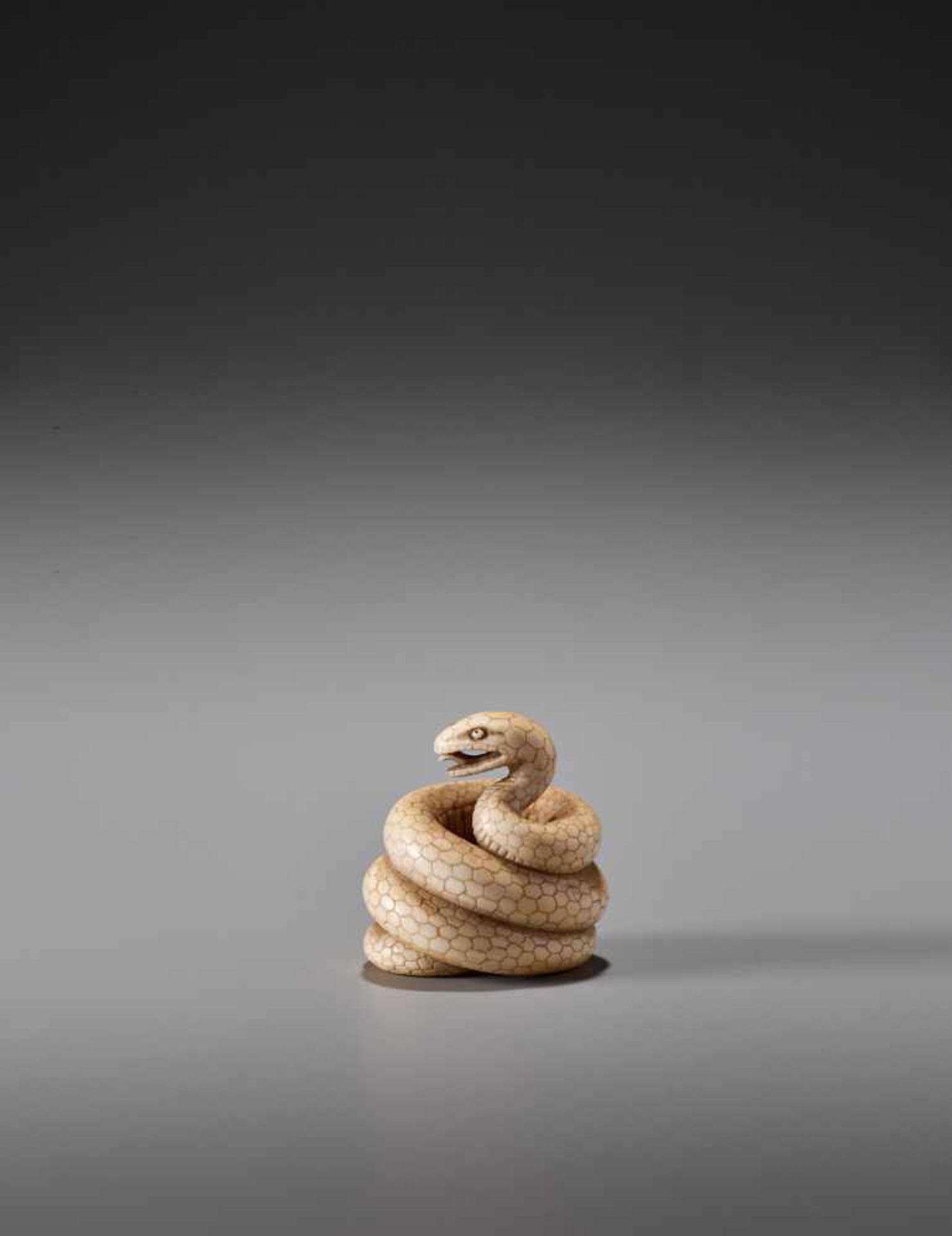 MASANAO: AN IVORY NETSUKE OF A COILED SNAKE - Image 7 of 10