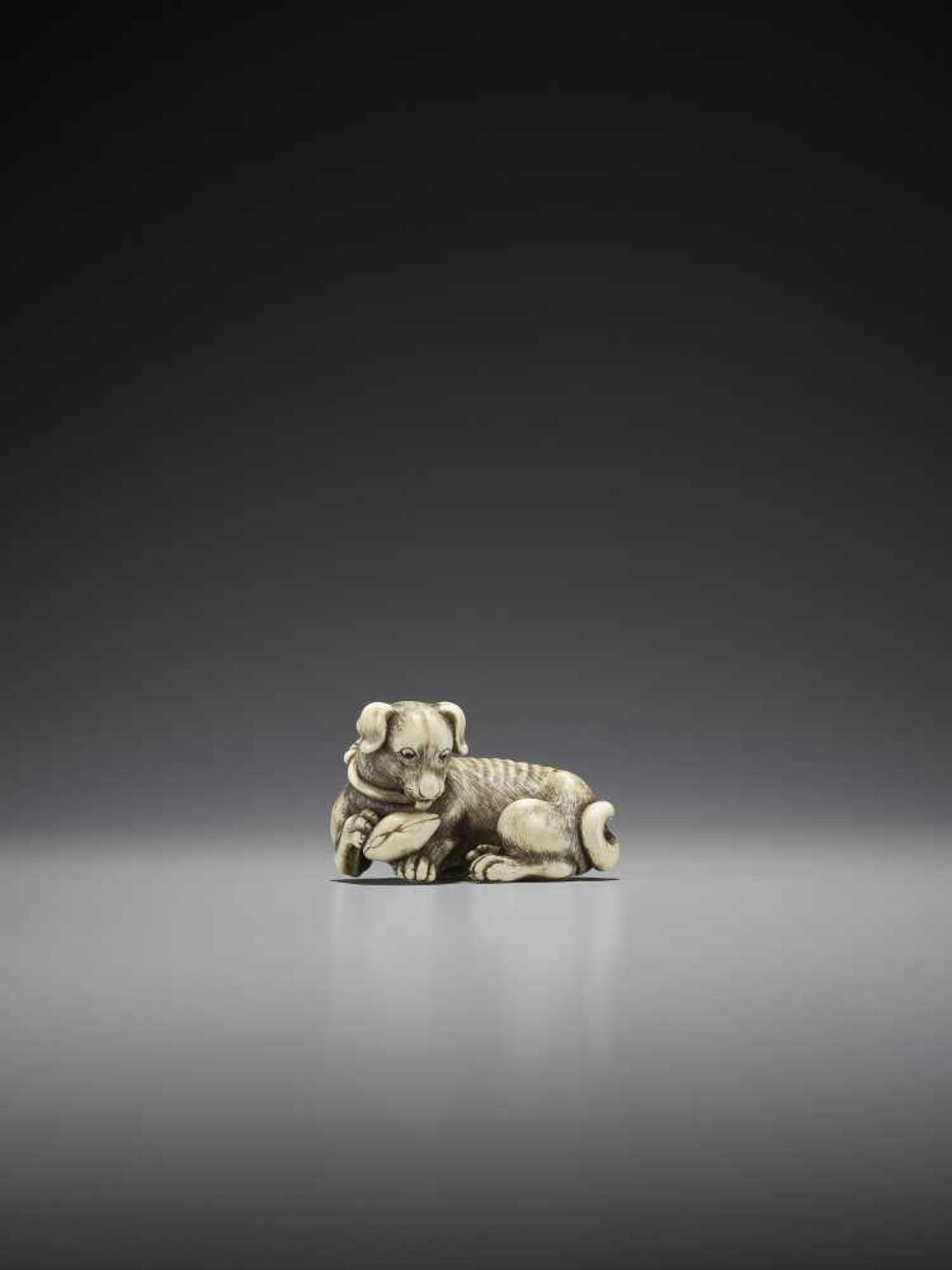 TOMOTADA: A SUPERB IVORY NETSUKE OF A DOG WITH HAMAGURI CLAM