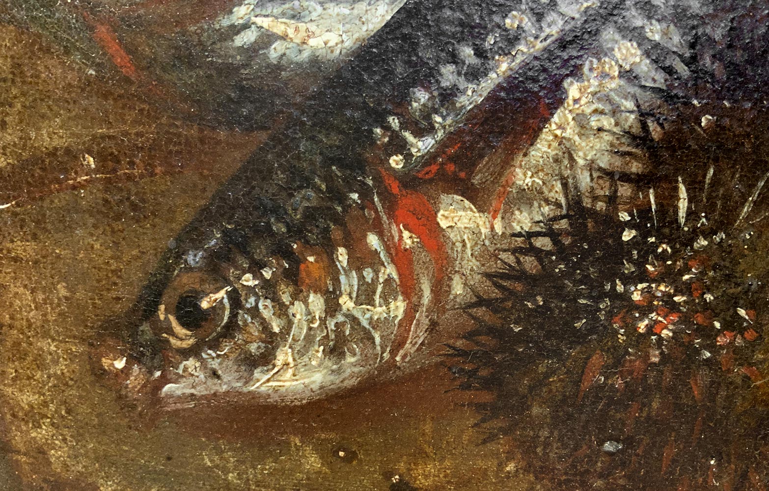 Oil painting on canvas. Giuseppe Recco (Naples, 1634 - Milan, 1695), Still life of fish. 67x67 - Image 2 of 5