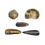 Lot of eight fossil.