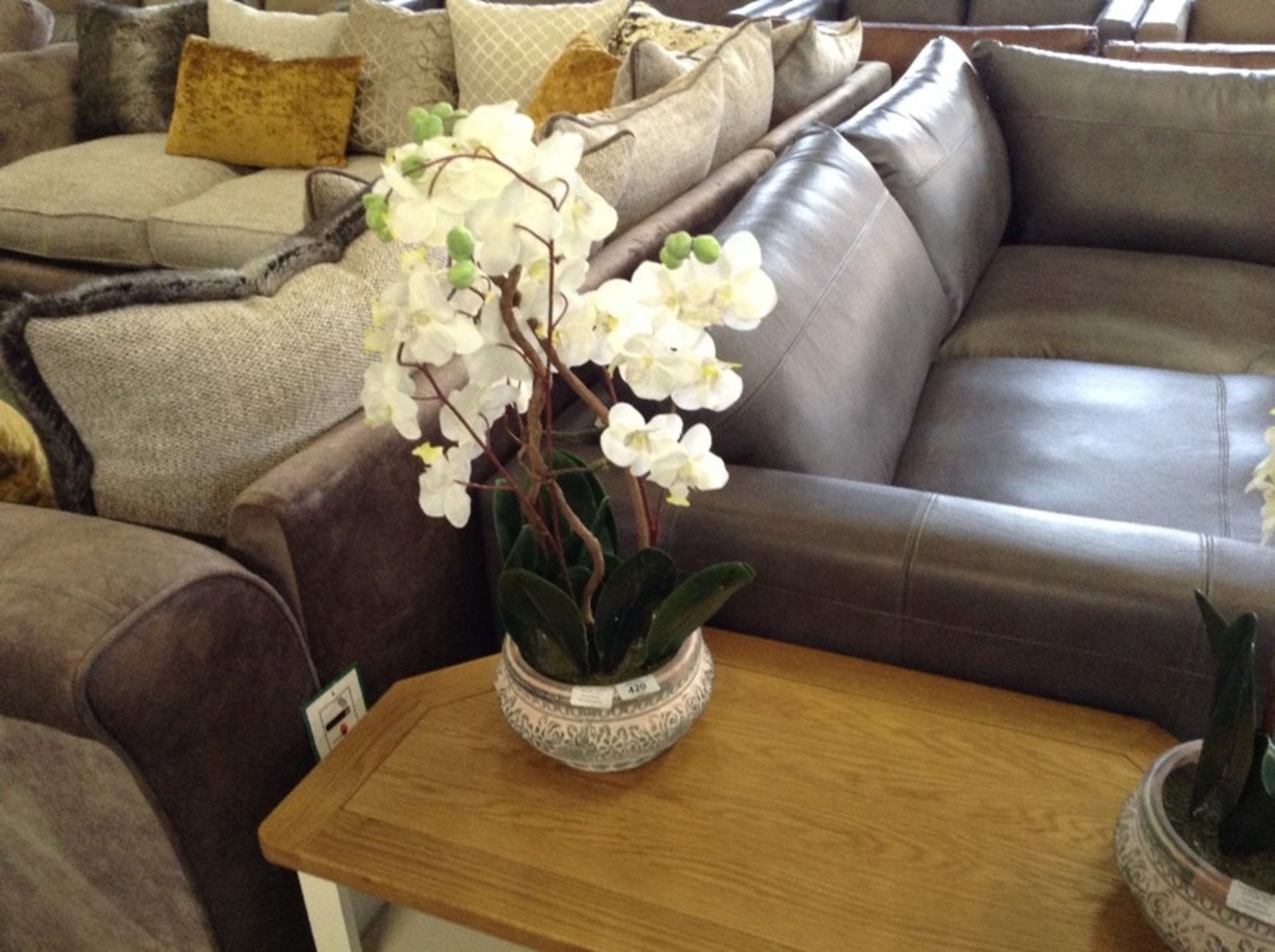 ORCHID RRP£32.74(H17228 - 8/2 AAST4499.11126612)