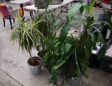 4no. Various Plants with Metal Pots as Illustrated