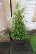 Oak Barrel Plant Pot with Bay Tree as Lotted, Lot Located Outside Main Building Front Entrance