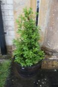Oak Barrel Plant Pot with Bay Tree as Lotted, Lot Located Outside Main Building Front Entrance