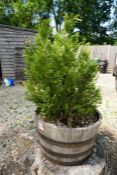 Oak Barrel Plant Pot Complete with Small Tree as Lotted