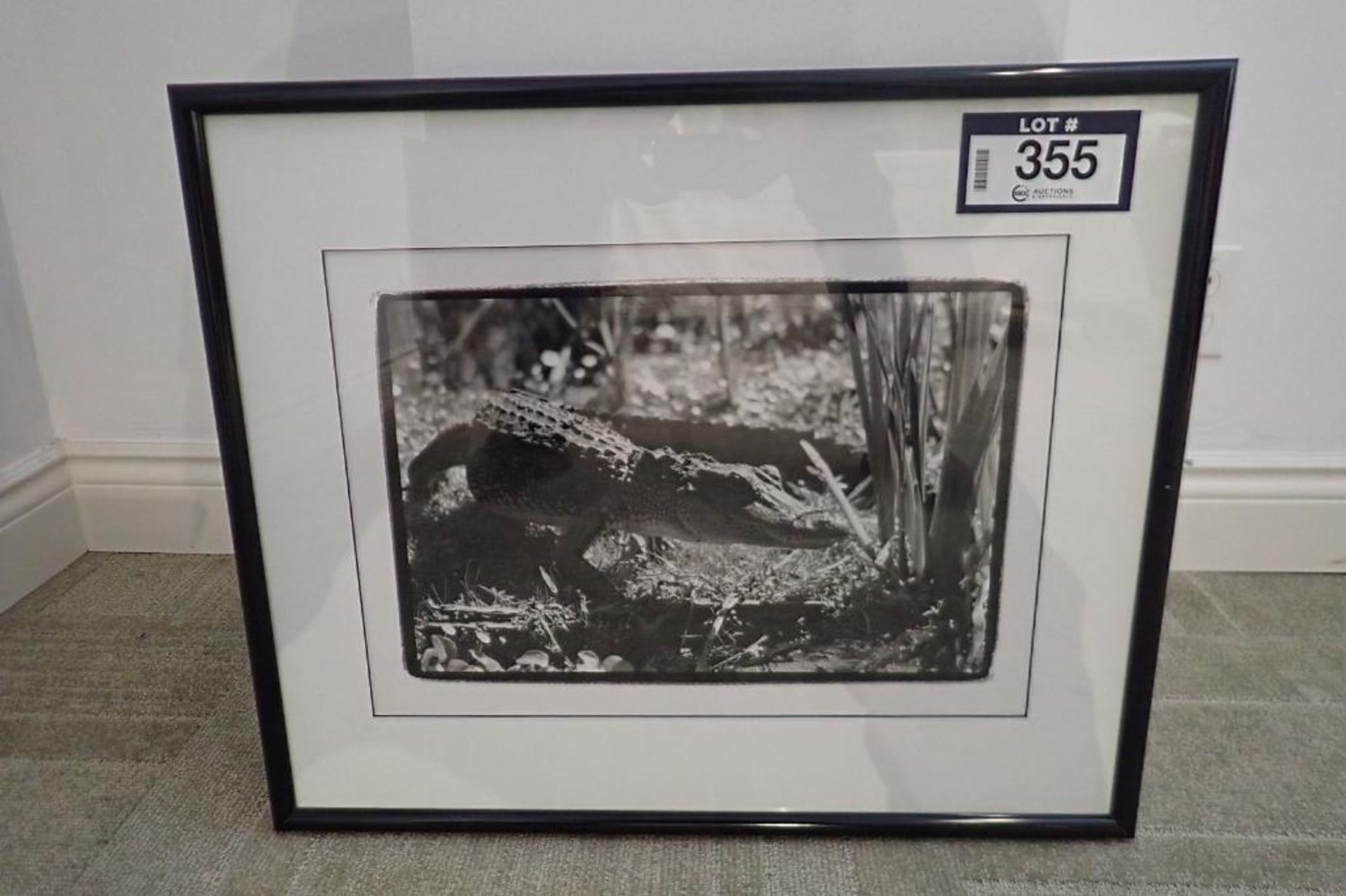 Framed 24 1/2"x21 1/2" Alligator Picture.