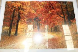 Walking in The Forest' Wall Art Picture RRP £50 (1