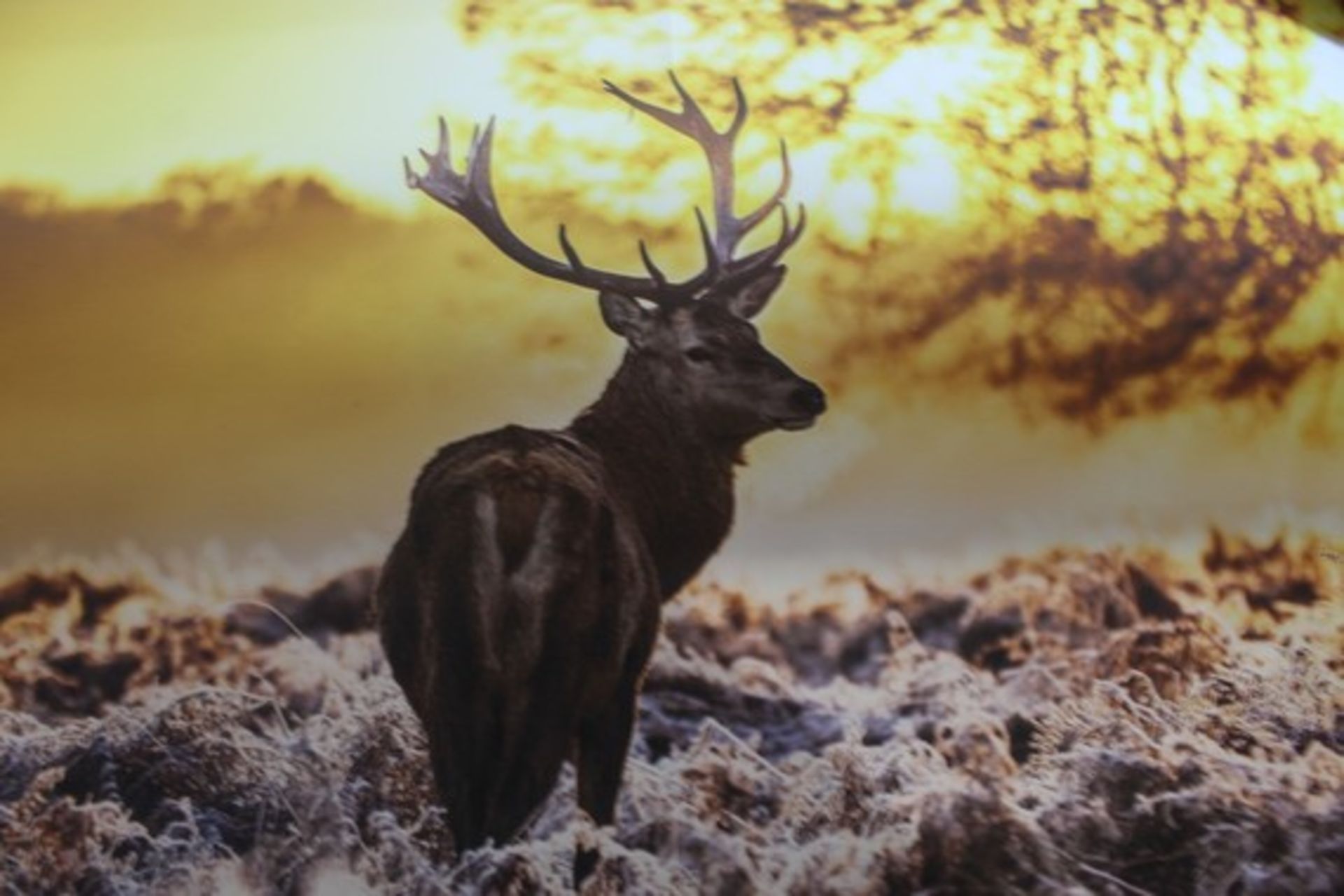 Stag In The Forest Canvas Wall Art Picture RRP £55