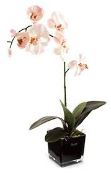 Boxed Peony Orchid In Element Pot 74cm White RRP £