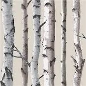 Lot To Contain 5 Brand New Rolls Of Fine DŽcor Luxury Heavyweight Birch Tree Wallpaper Combined