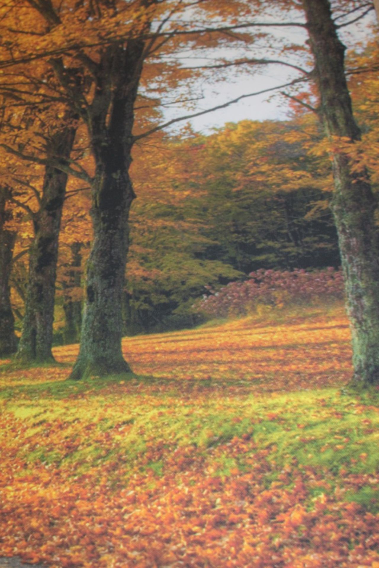 Tryptic Autumn Path Canvas Wall Art Picture RRP £60 (18856) (Pictures Are For Illustration Purposes)