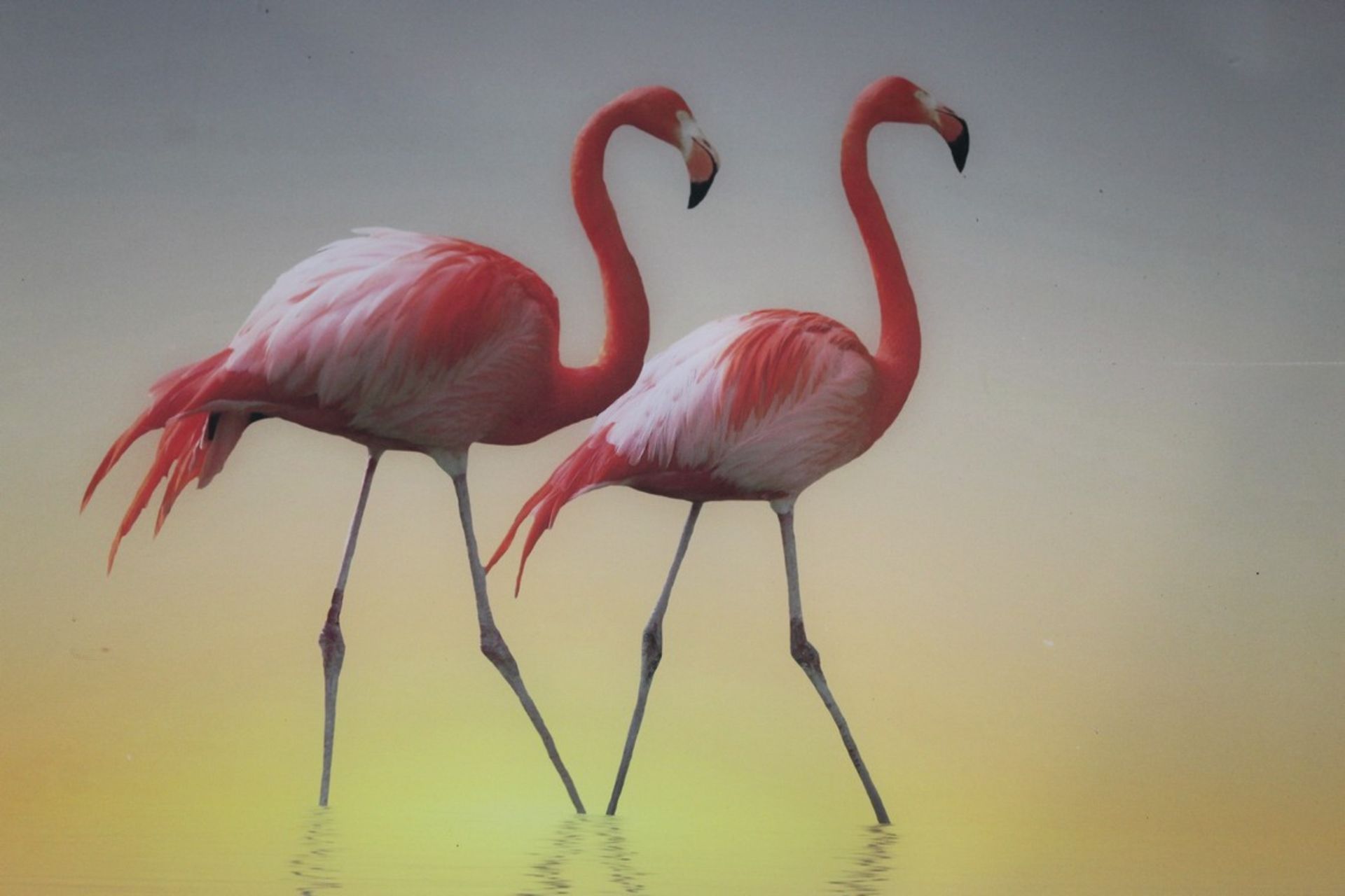 Flamingo Love Canvas Wall Art Picture RRP £100 (18352) (Pictures Are For Illustration Purposes Only)