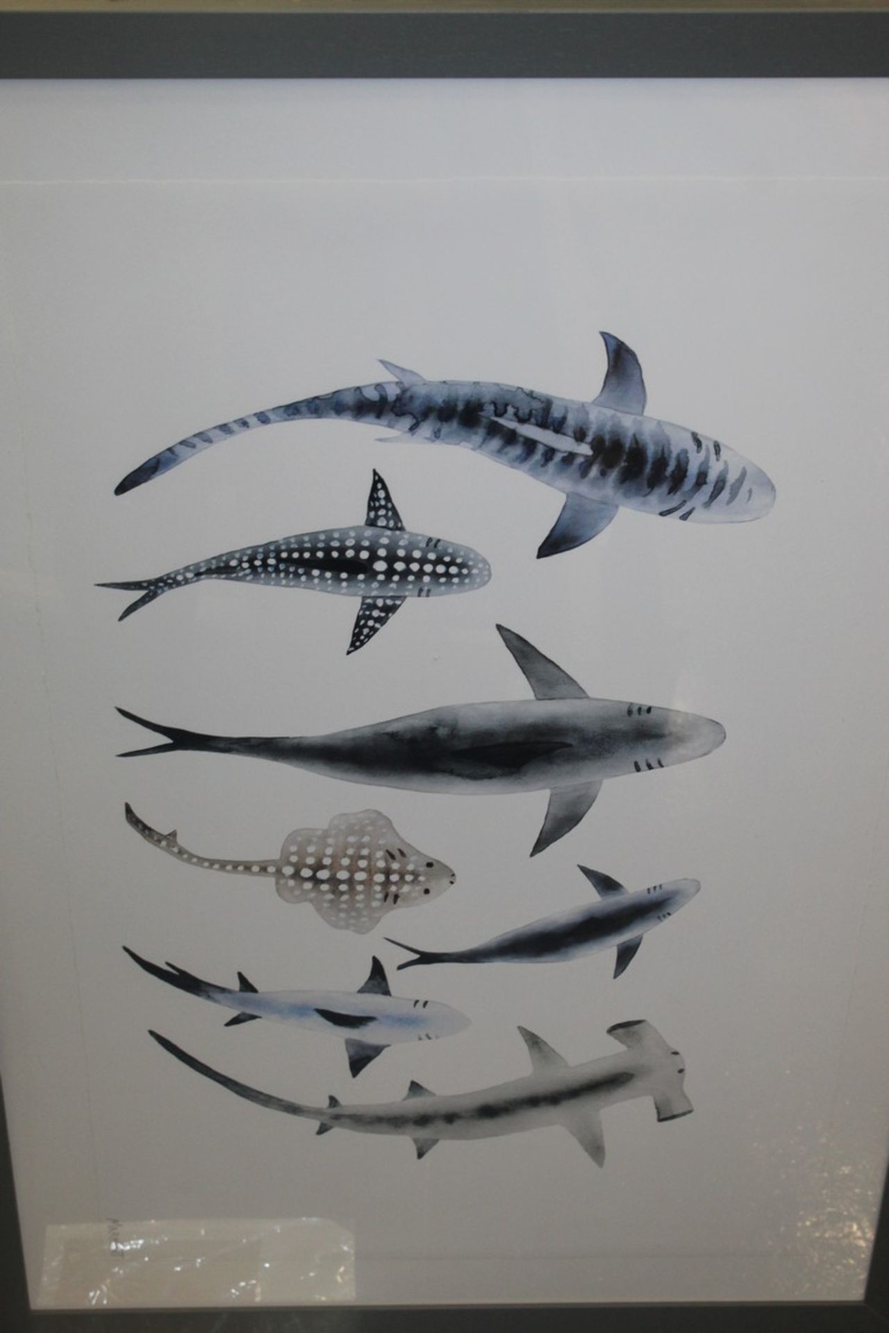 Tristern Shark Types 2 Framed Wall Art Picture RRP £145 (18415) (Pictures Are For Illustration