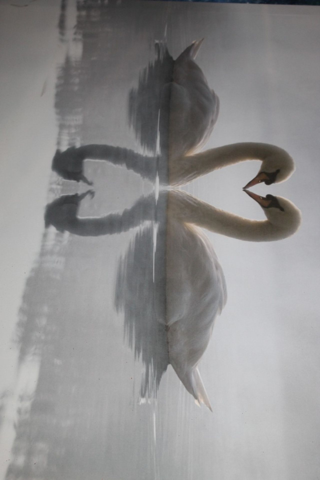 Enamoured Swans Kissing On The Lake RRP £65 (145541) (Pictures Are For Illustration Purposes