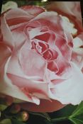 Large Pink Rose Designer Canvas RRP £55 (15514) (Pictures Are For Illustration Purposes Only) (