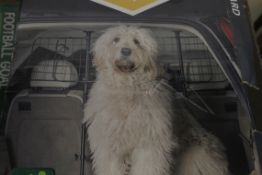 Boxed Auto Excess Universal Dog Guards RRP £20. Each (Pictures Are For Illustration Purposes