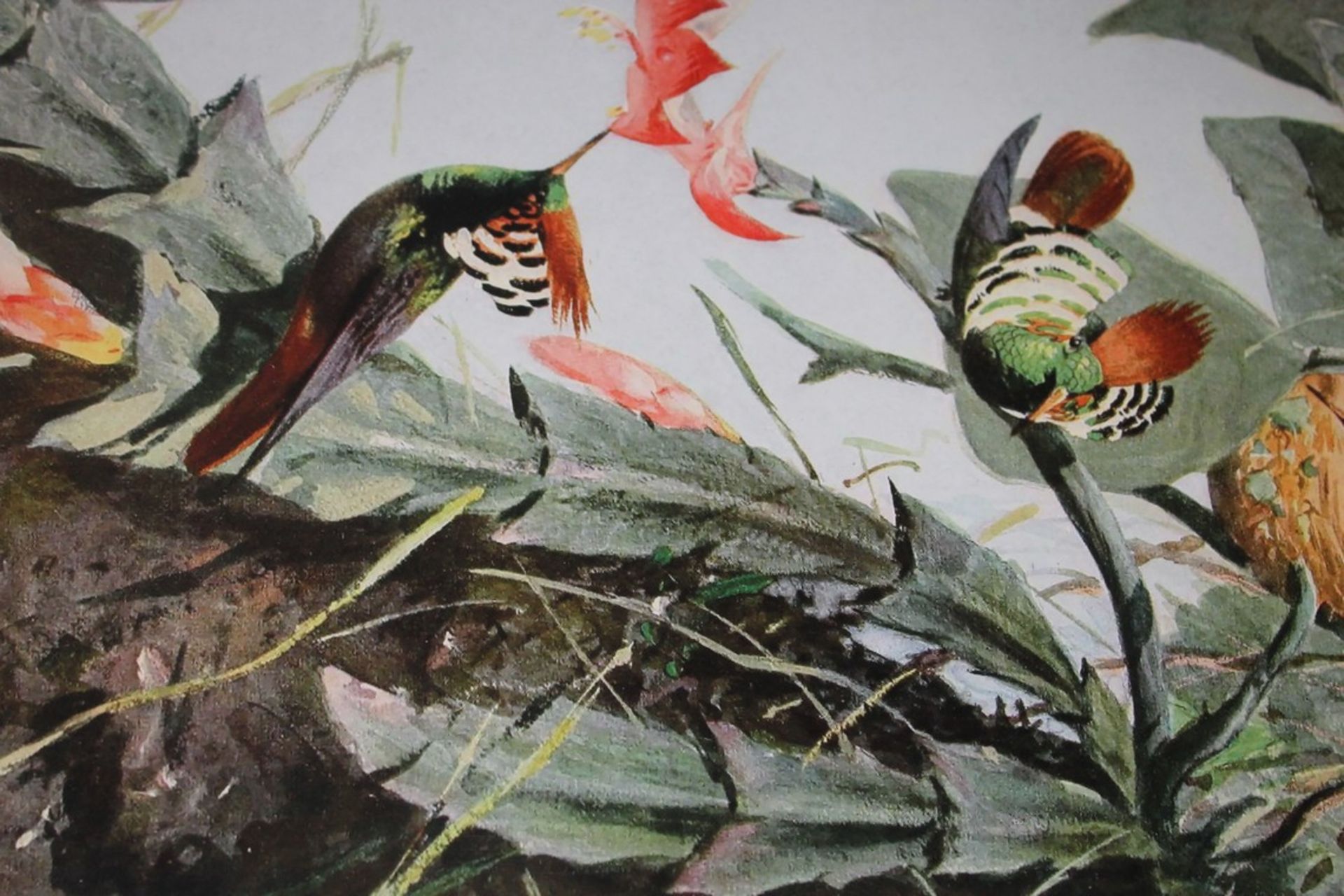 Hummingbird Framed Painting