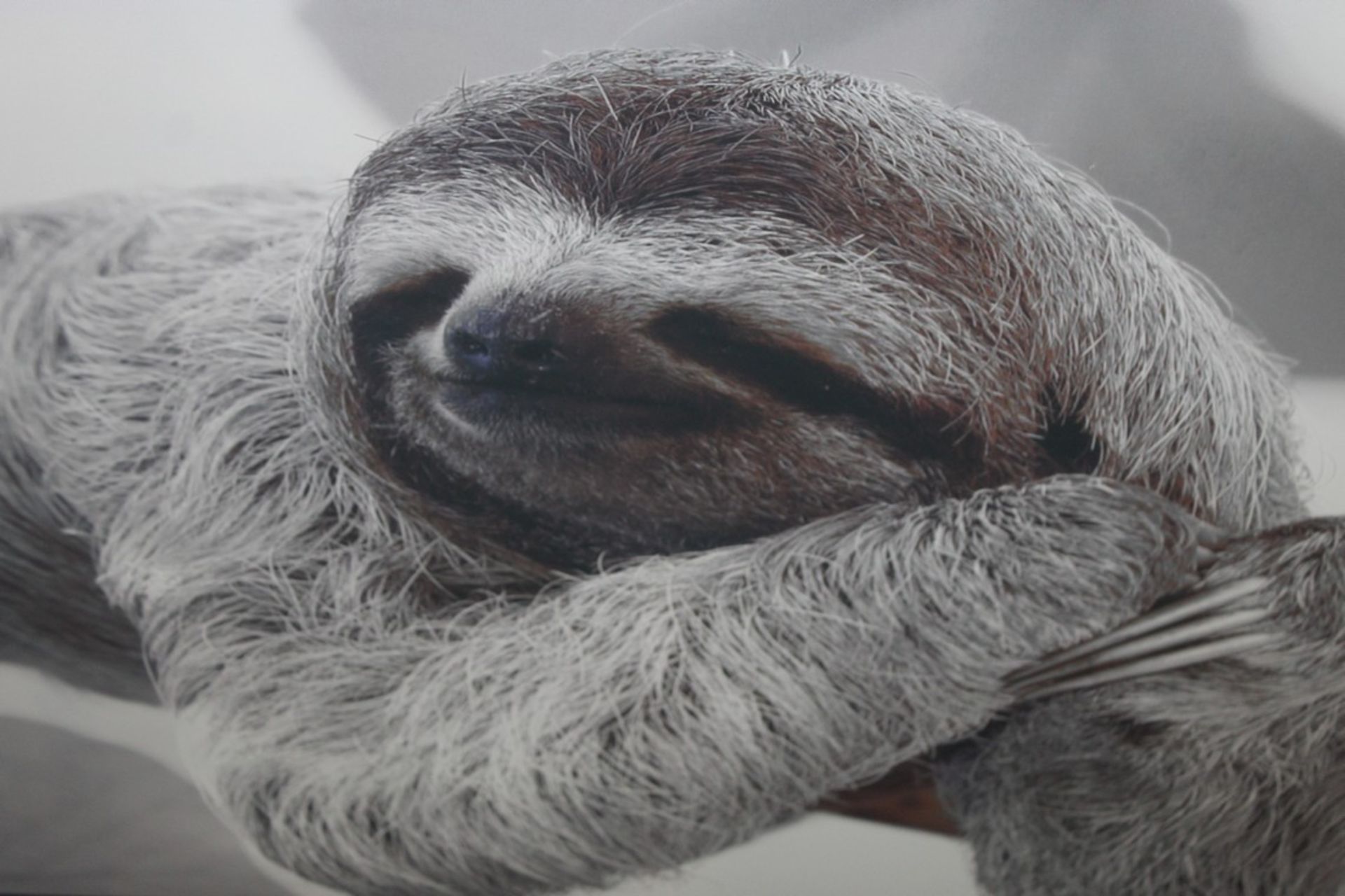 The Lazy Sloth