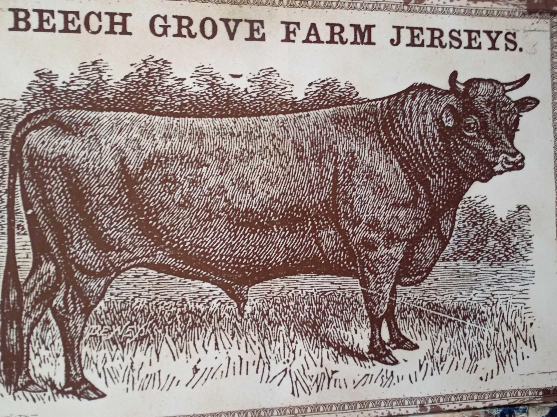 Beech Grove Cow Canvas