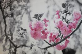 Beautiful Cherry Blossom Scenery Canvas Rrp £50 (15782)(Appraisals Available Upon Request) (Pictures