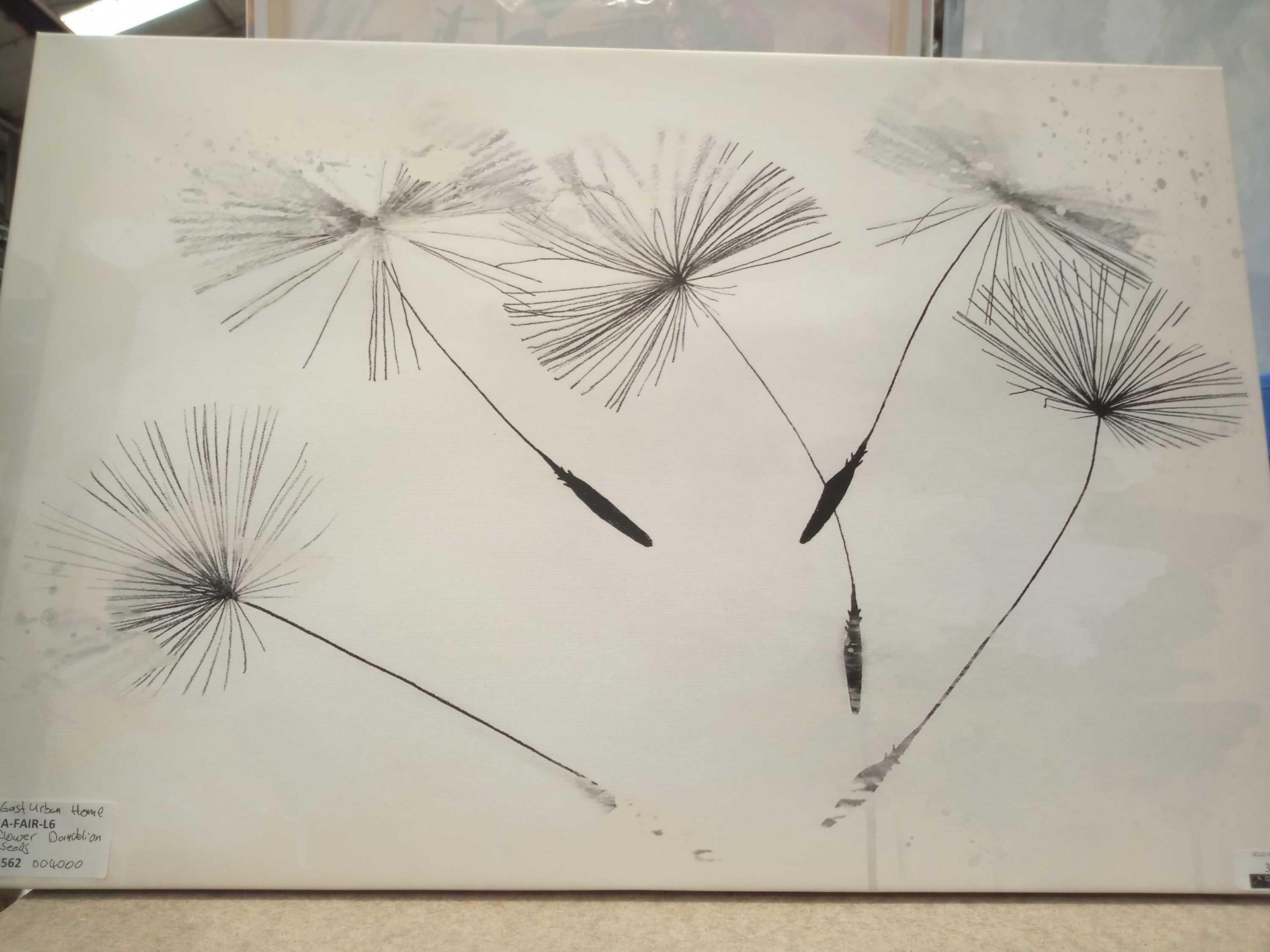 Rrp £40 Dandelion Seeds