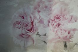 Pink Carnation Flower Canvas By Kylie Fitch Rrp £45 (15782)(Appraisals Available Upon Request) (