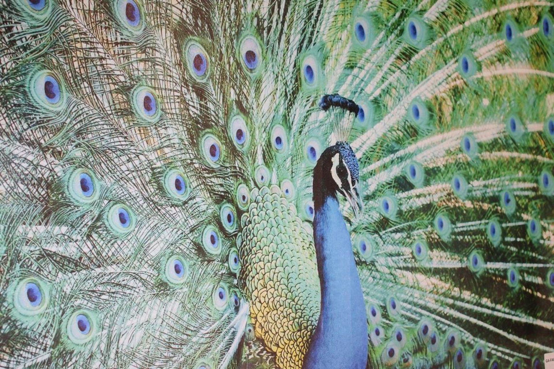 The Beautiful Peacock Canvas Rrp £50 (18547)(Appraisals Available Upon Request) (Pictures Are For