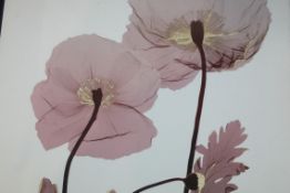 The Golden Blush Canvas By East Urban Home Rrp £60 (15782)(Appraisals Available Upon Request) (