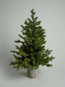 RRP £35 Boxed John Lewis Pre Lit Decorative Tree