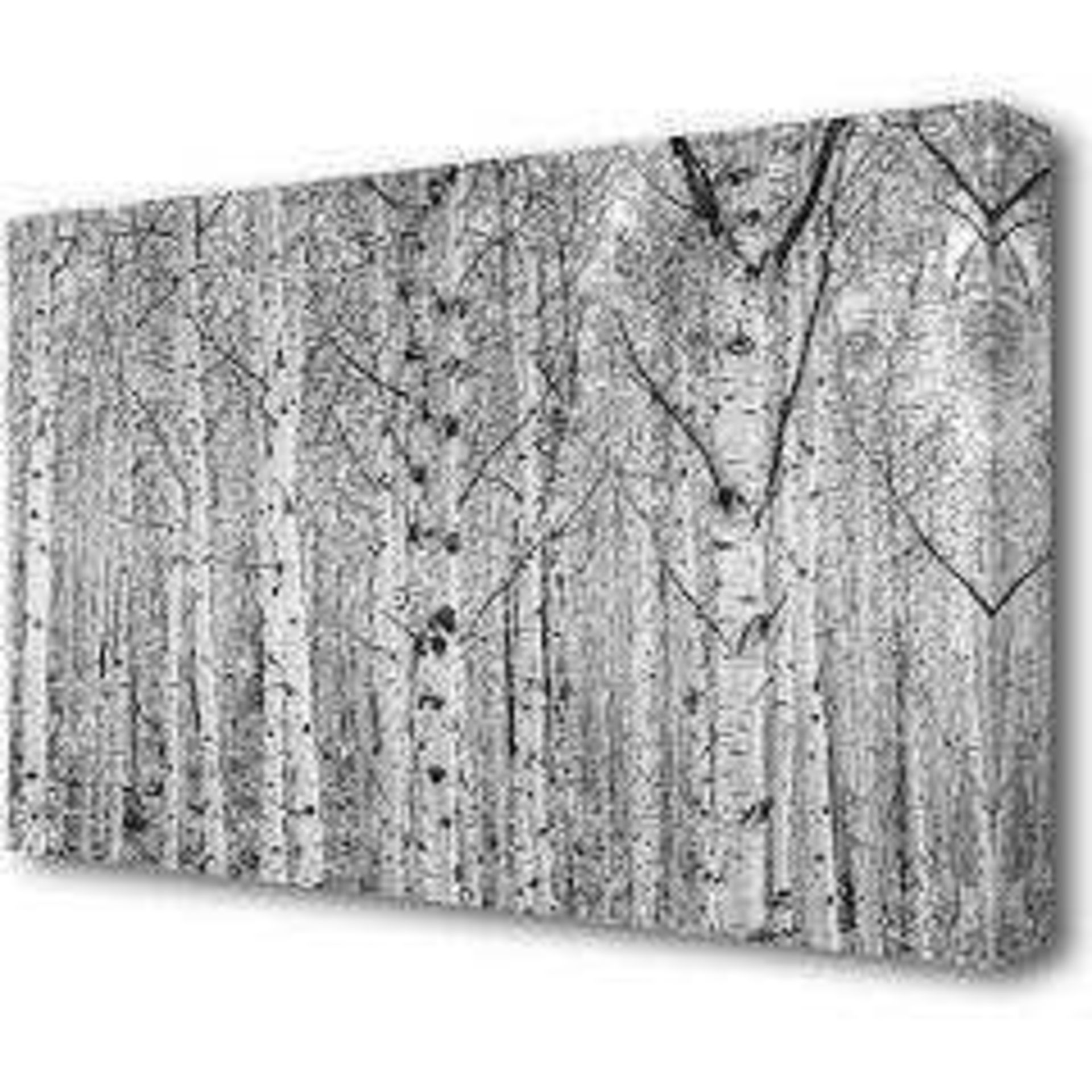 RRP £95 Silver Birch Forest Large Wall Canvas