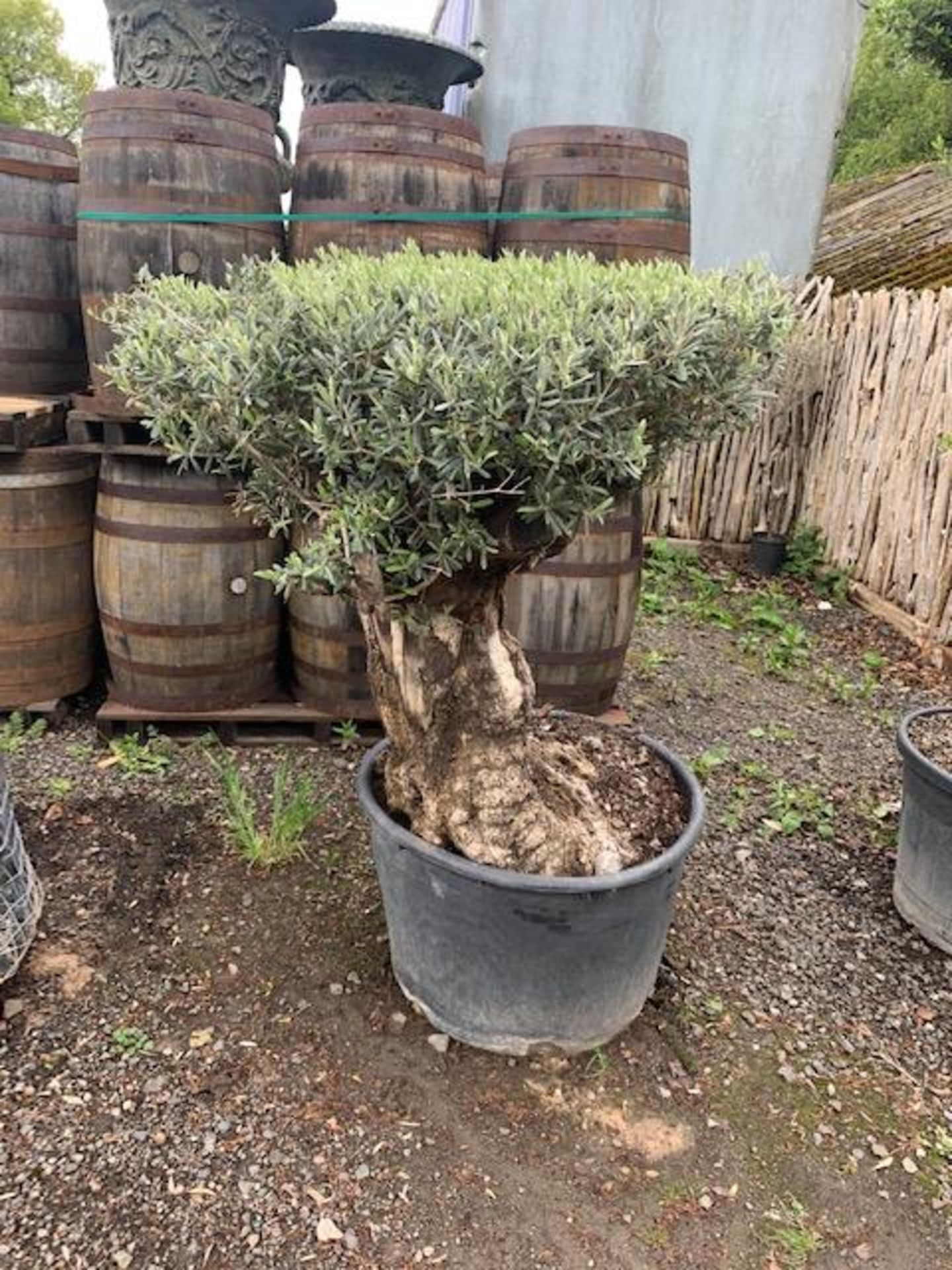 ANCIENT MASSIVE 5FT TALL TABLETOP BONSAI TREE