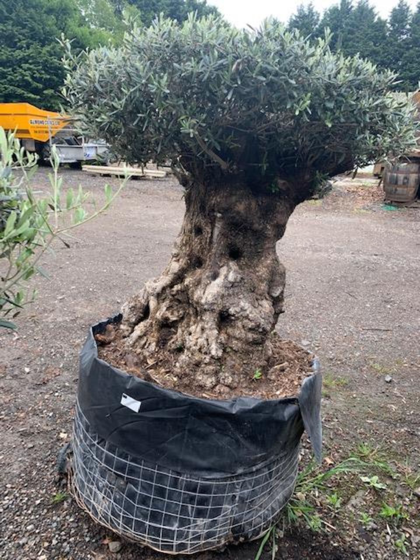 ANCIENT MASSSIVE 5FT TALL TABLETOP BONSAI TREE