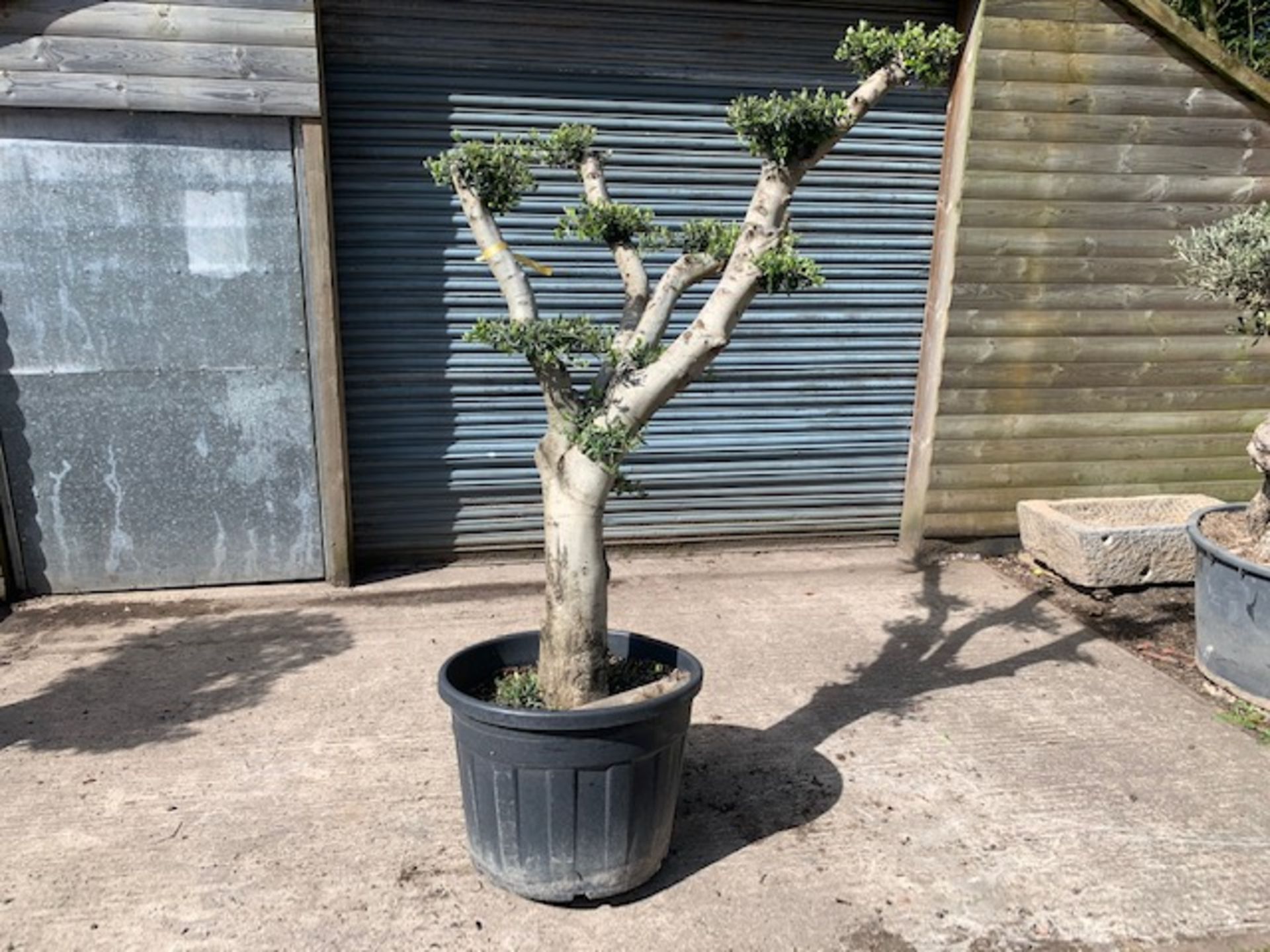 LARGE ORNATE 2M TALL YOUNG DECORATIVE BONSAI OLIVE TREE IN POT