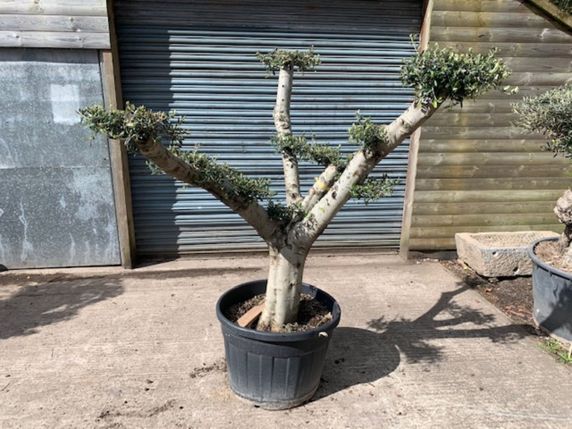 LARGE ORNATE 2M TALL YOUNG DECORATIVE BONSAI OLIVE TREE IN POT