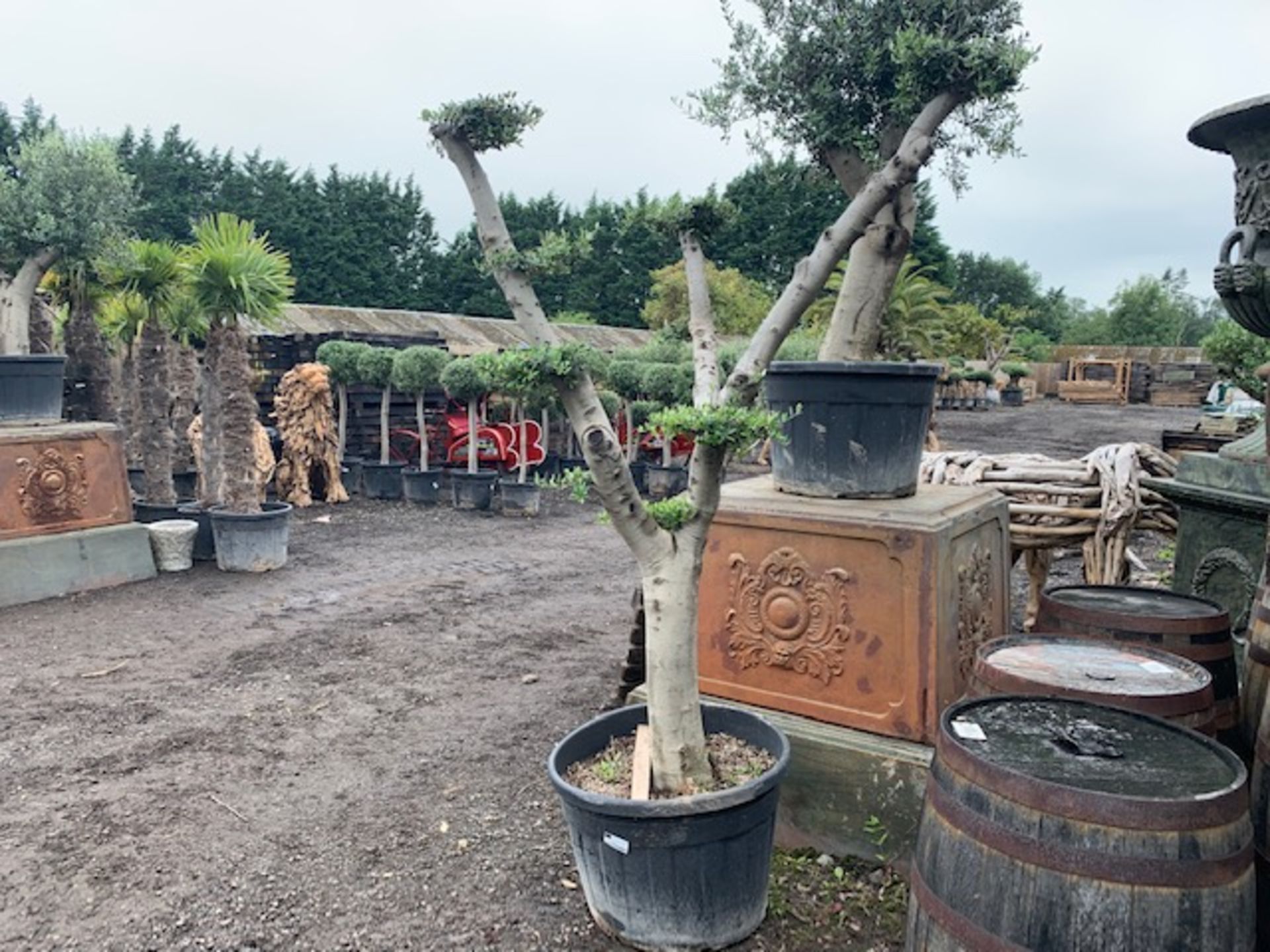 LARGE ORNATE BONSAI 2M TALL YOUNG DECORATIVE OLIVE TREE IN POT