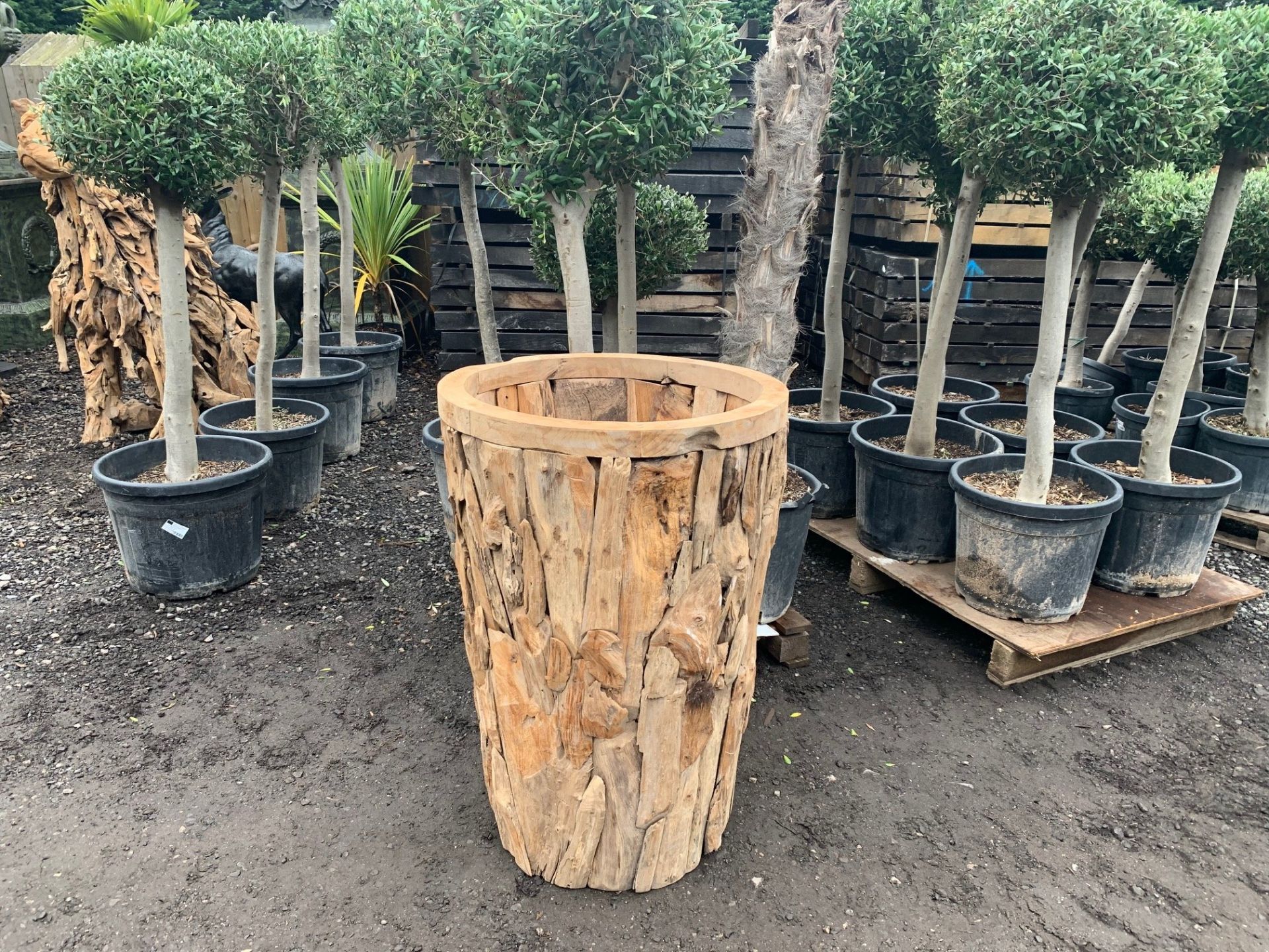 Exceptional Large Driftwood Planter Vase