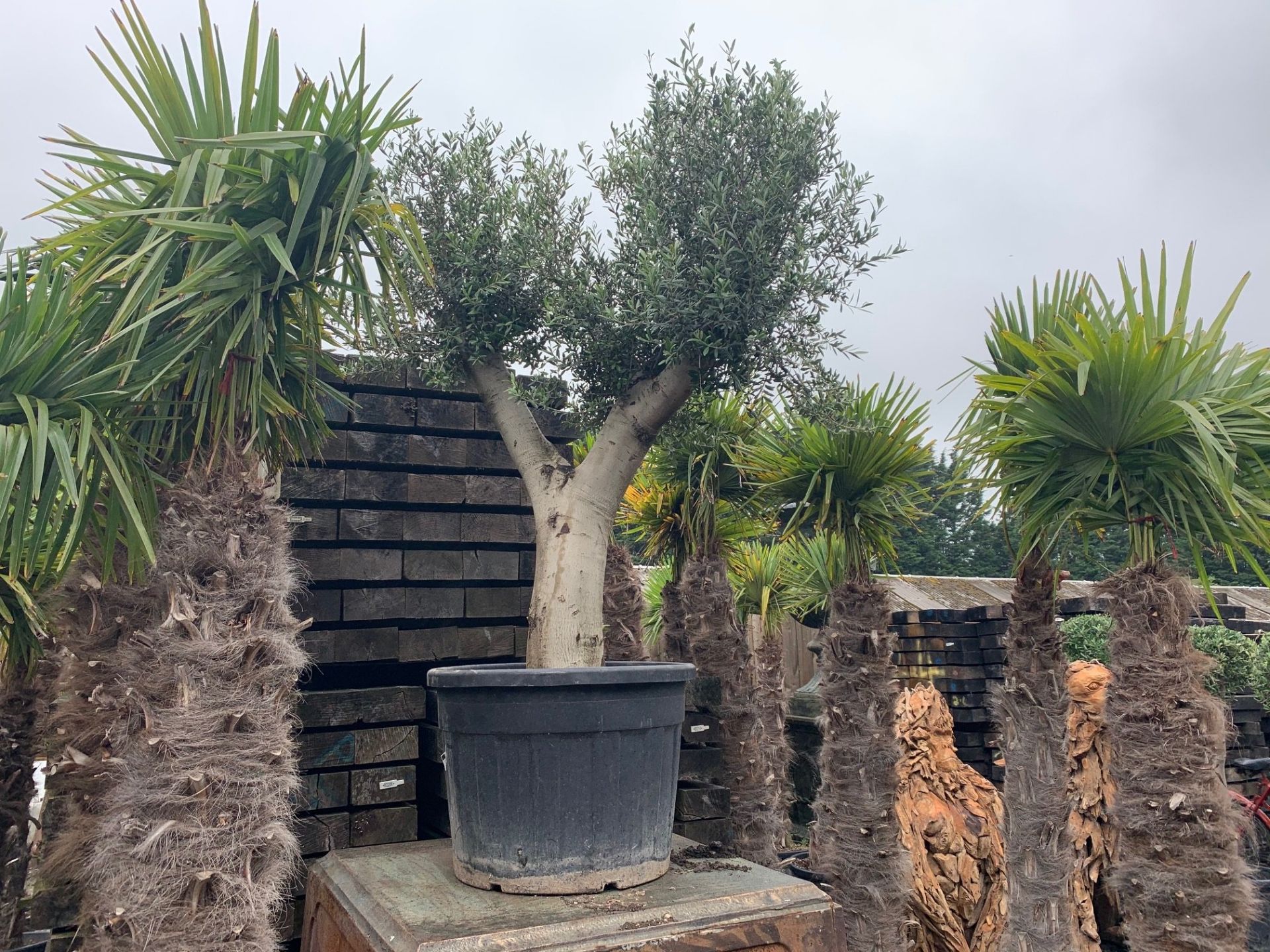 LARGE POTTED OLIVE TREE APPROX 2M HIGH