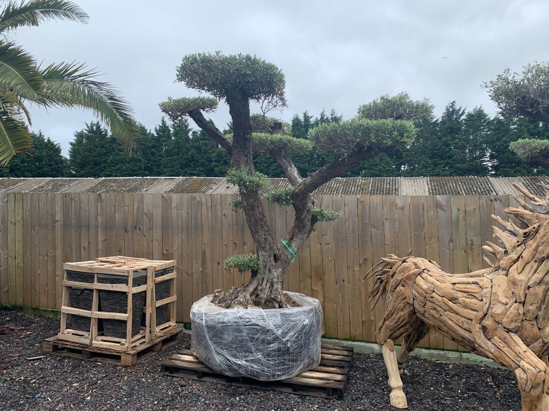 MASSIVE 200 + YEAR OLD OLIVE BONSAI CLOUD TREE ON PALLET