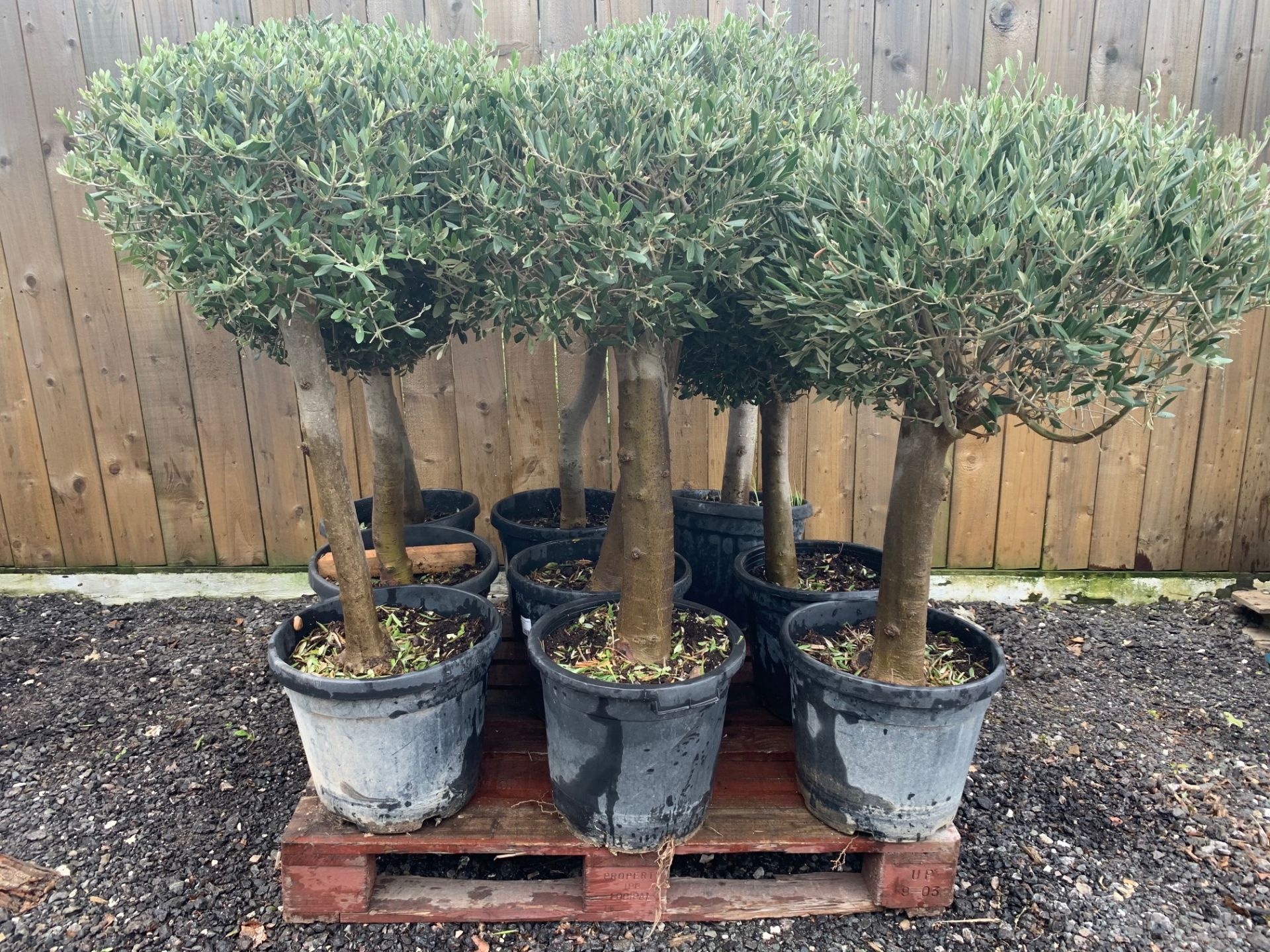 1 X HIGH QUALITY TALL AGED OLIVE HANDSHAPED BALL TREES APPROX 1.3M HIGH