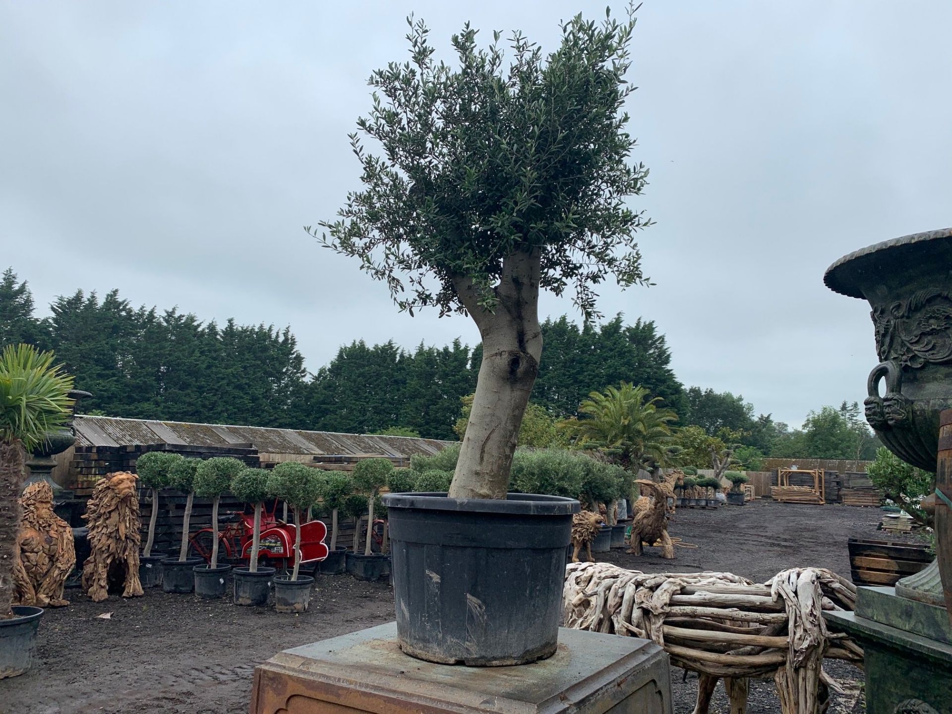 LARGE POTTED OLIVE TREE APPROX 2M HIGH