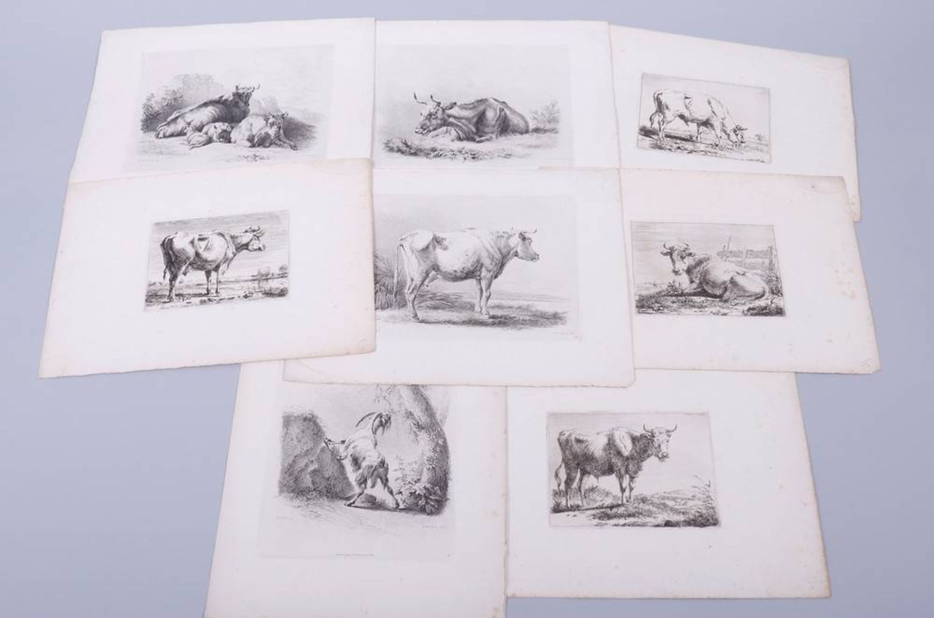 Adam von Bartsch (1757, Vienna - 1821 ibid)8 etchings, animals, partly marked in plate "A.