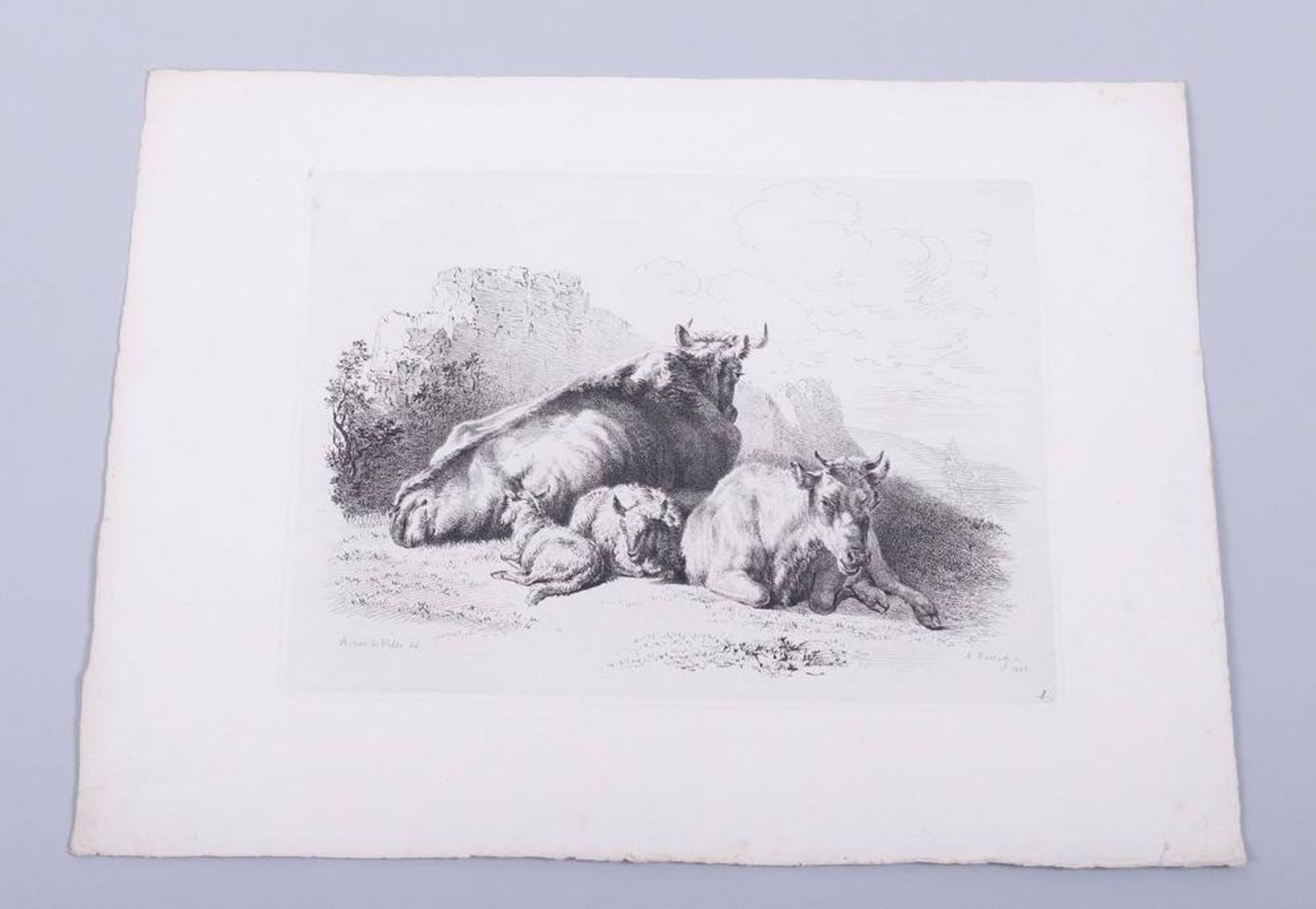 Adam von Bartsch (1757, Vienna - 1821 ibid)8 etchings, animals, partly marked in plate "A. - Bild 3 aus 8