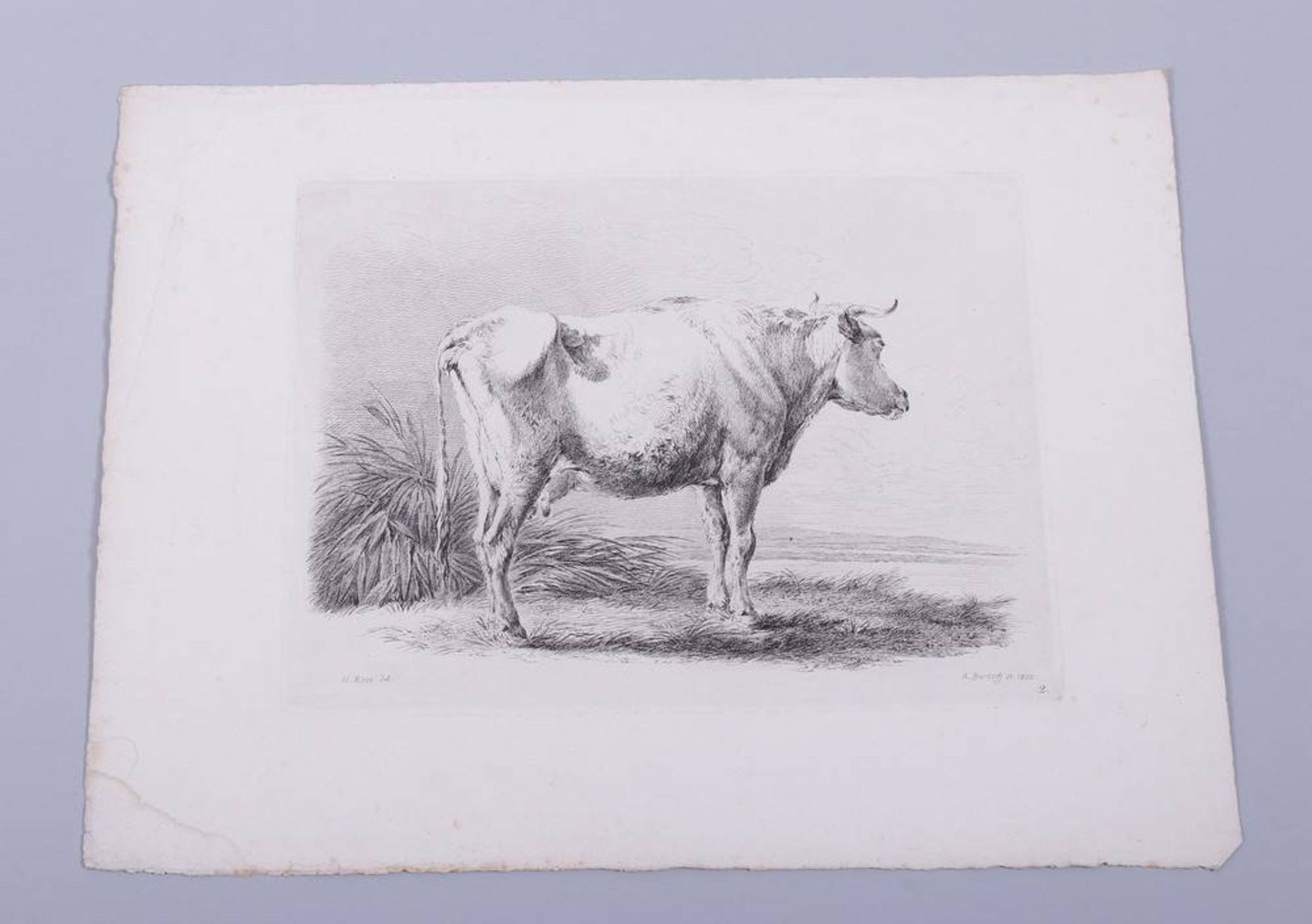 Adam von Bartsch (1757, Vienna - 1821 ibid)8 etchings, animals, partly marked in plate "A. - Bild 6 aus 8