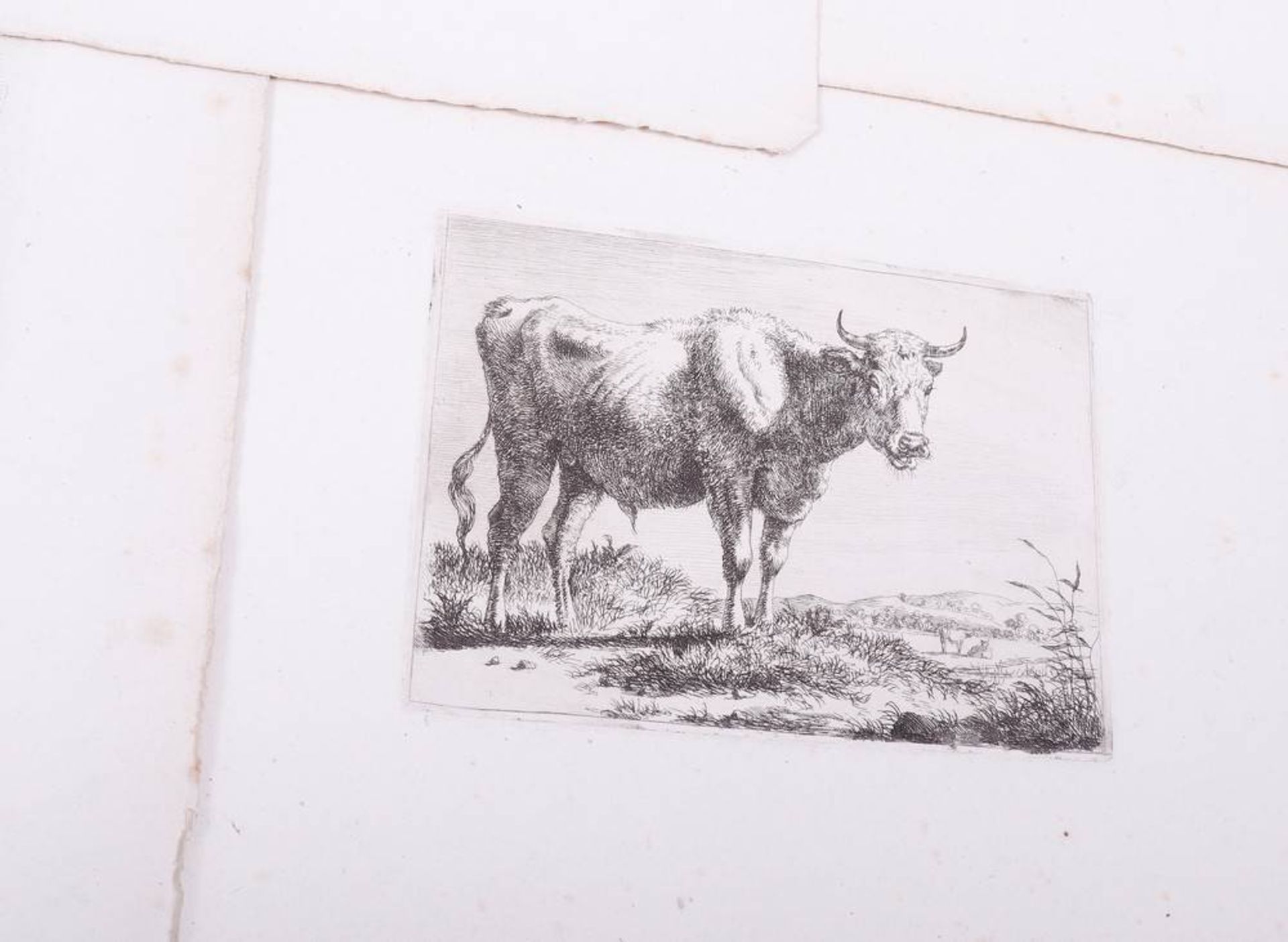 Adam von Bartsch (1757, Vienna - 1821 ibid)8 etchings, animals, partly marked in plate "A. - Bild 2 aus 8